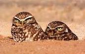 new desert burrowing owl - Copy